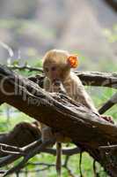 Baby rhesus macaque chewing a branch