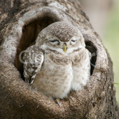 Baby spotted owlet close-up