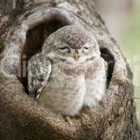 Baby spotted owlet close-up