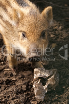 Baby wild boar looking up from plastic rubbish