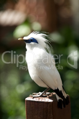 Bali myna bird perched on handrail post