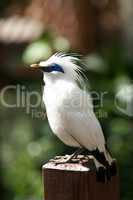 Bali myna bird perched on handrail post