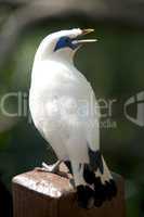 Bali myna bird singing on handrail post