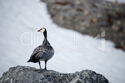 Barnacle goose perched on rock turning head