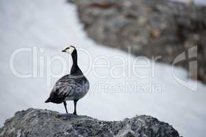 Barnacle goose perched on rock turning head
