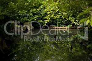 Bird diving in pool reflecting green foliage