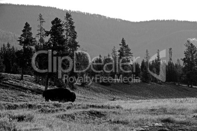Bison in Yellowstone landscape in black and white