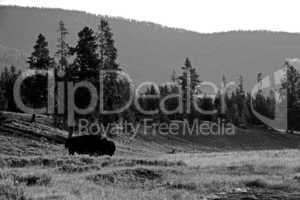 Bison in Yellowstone landscape in black and white