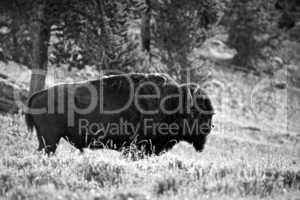 Bison in black and white