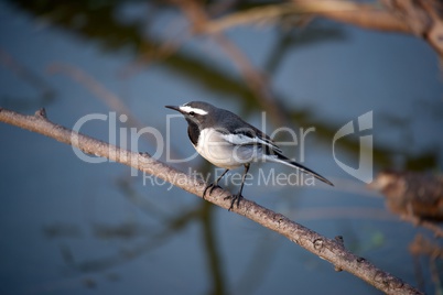 Black and white bird on branch