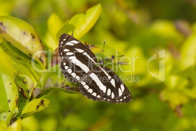 Black and white butterfly