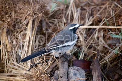 Black and white bird on ground