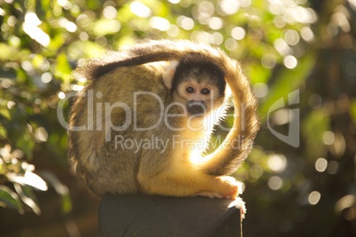 Black-capped squirrel monkey with tail wrapped round