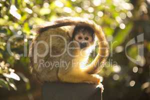 Black-capped squirrel monkey with tail wrapped round