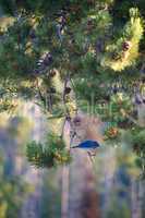 Bluebird on a pine branch