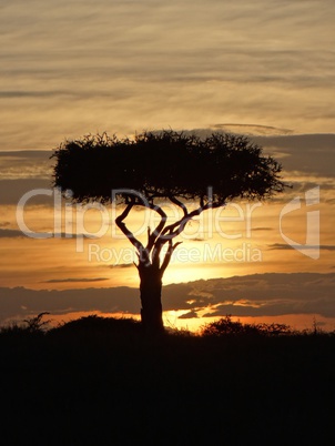 Boscia tree against the Kenyan sunset