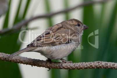 Brown bird on a branch