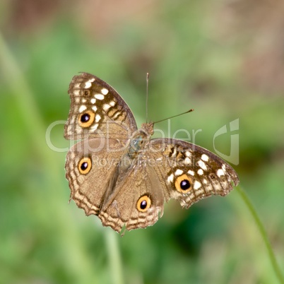 Butterfly on bent stalk