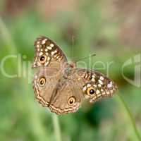 Butterfly on bent stalk