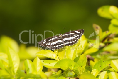 Butterfly on leaf