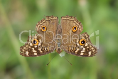 Butterfly upside-down