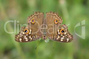 Butterfly upside-down