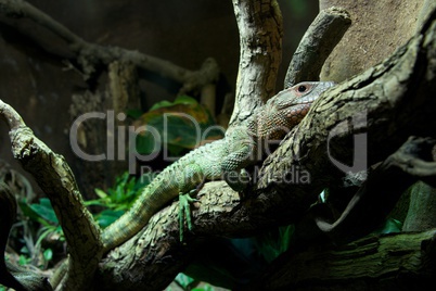 Caiman lizard lying on branch of tree