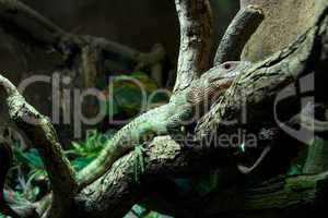 Caiman lizard lying on branch of tree
