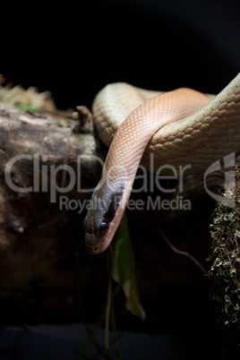 Cave racer on log with head down