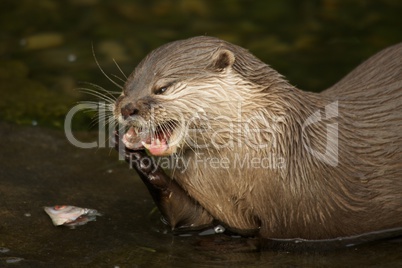 Close-up of Asian short-clawed otter biting fish