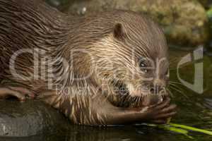 Close-up of Asian short-clawed otter chewing fish