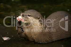 Close-up of Asian short-clawed otter eating fish