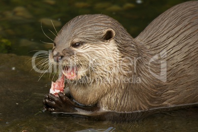 Close-up of Asian short-clawed otter holding fish