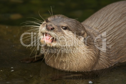 Close-up of Asian short-clawed otter looking up