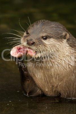Close-up of Asian short-clawed otter nibbling fish