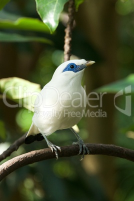 Close-up of Bali myna bird in trees