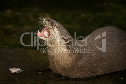 Close-up of Asian short-clawed otter swallowing fish