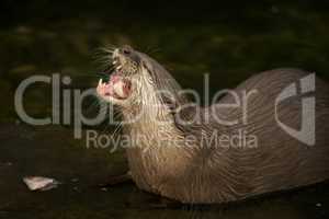 Close-up of Asian short-clawed otter swallowing fish