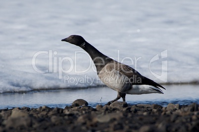 Close-up of Brent goose paddling in water