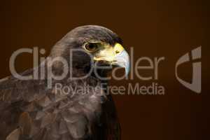 Close-up of Harris hawk against brown background