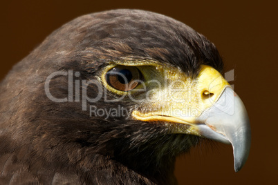 Close-up of Harris hawk head in sunshine