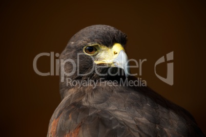 Close-up of Harris hawk looking over shoulder