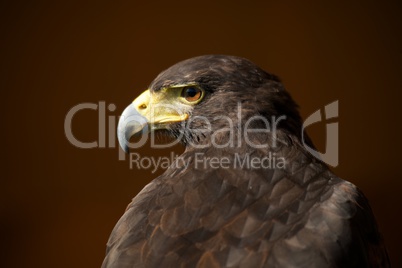Close-up of Harris hawk with head turned