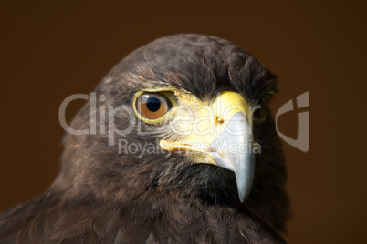 Close-up of Harris hawk staring at camera