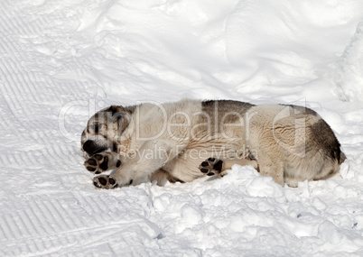 Dog sleeping on ski slope