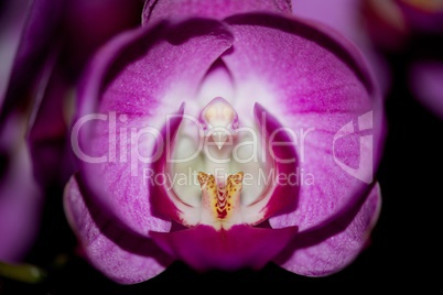 Close-up of a purple phalaenopsis orchid flower