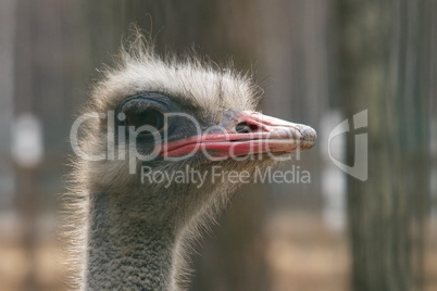 Close-up of an ostrich head in profile