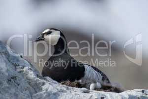 Close-up of barnacle goose nesting on rock