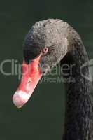 Close-up of black swan turning towards camera