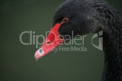 Close-up of black swan with red beak